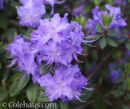 Azalea Crater Lake - © Colehaus.com