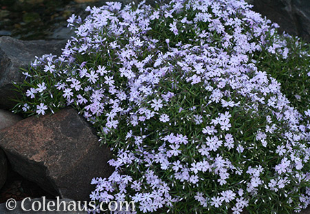 Soft lavender creeping phlox - © Colehaus.com