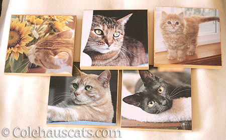 Colehaus Cats photo boards - © Colehauscats.com