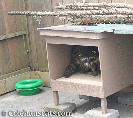 Happy at lunchtime - © Colehauscats.com