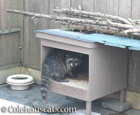 Old raccoon (Happy?) visiting our feeders - © Colehauscats.com