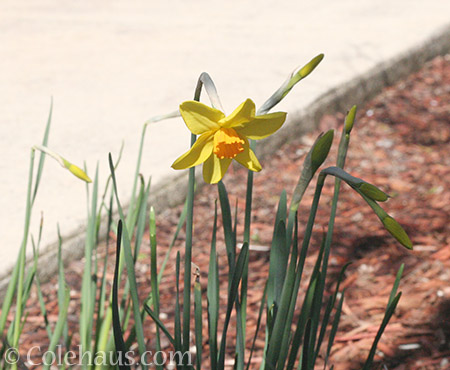 The mini daffodils survived all the rain - © Colehaus.com