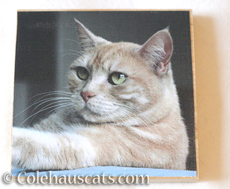 Miss Newton photo board - © Colehauscats.com