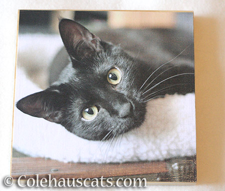 Sweet Olivia photo board - © Colehauscats.com