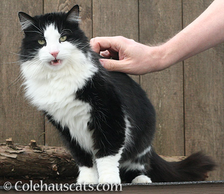Petting Sweet Teese - © Colehauscats.com
