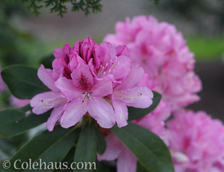 Pink Rhododendron - © Colehaus.com