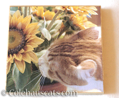 Sunflowers and Quint photo board - © Colehauscats.com