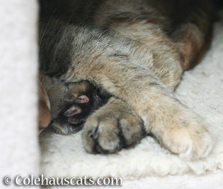 Ruby's marble toes - © Colehauscats.com