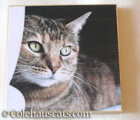 Ruby Roo photo board - © Colehauscats.com