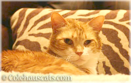 Angel Seth and the stripy pillow - © Colehauscats.com