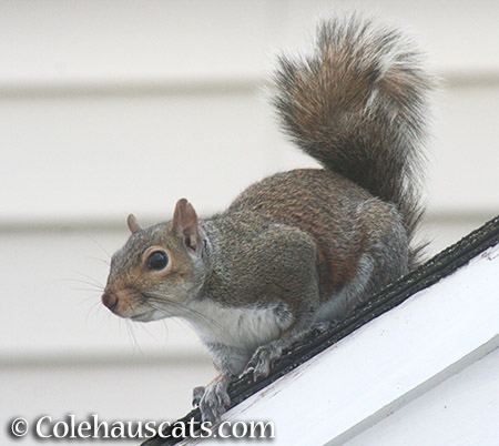 A curious squirrel - © Colehauscats.com