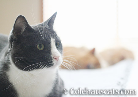 Tessa, Sunny, and Miss Newton - © Colehauscats.com