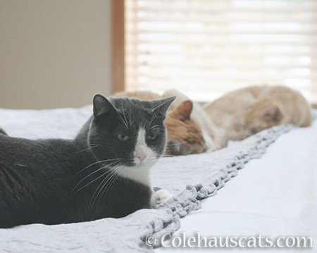 Tessa with Sunny and Miss Newton - © Colehauscats.com