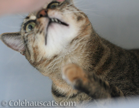 ... which means Viola figured out how to work the camera - © Colehauscats.com