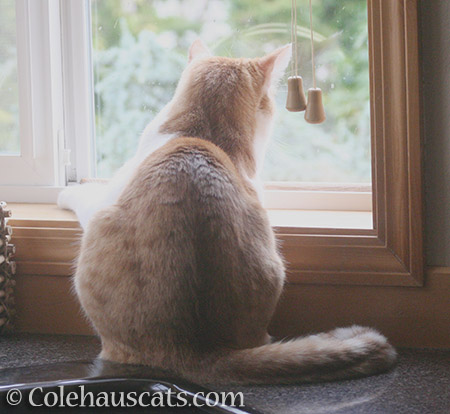 Quint watching the rain - © Colehauscats.com