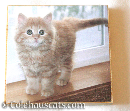 A Wee Pia Bean photo board - © Colehauscats.com