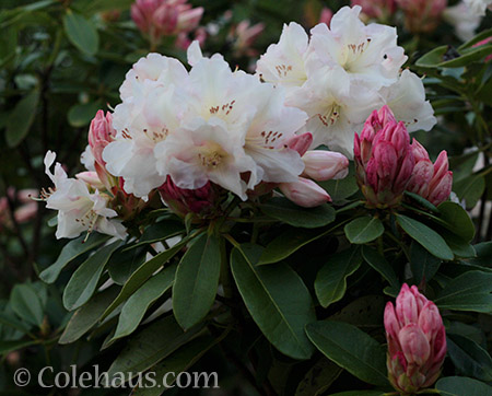 Creamy Pink Rhododendron - © Colehaus.com