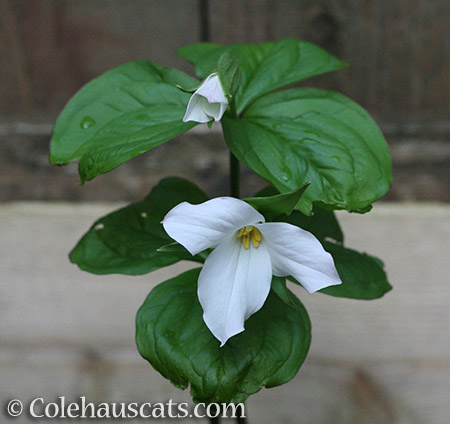 White Trillium - © Colehauscats.com