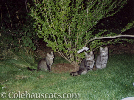 Angel Cameron and his siblings - © Colehauscats.com