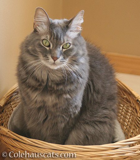 Angel Cameron and his basket - © Colehauscats.com