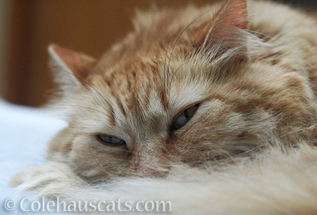 Sleepy, Poofy Pia - © Colehauscats.com