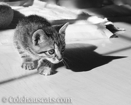 Viola in black and white - © Colehauscats.com