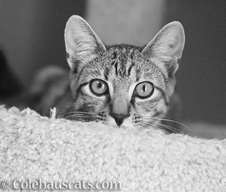 Viola in black and white - © Colehauscats.com