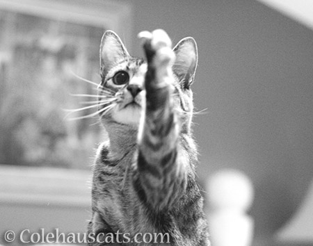 Viola in black and white - © Colehauscats.com