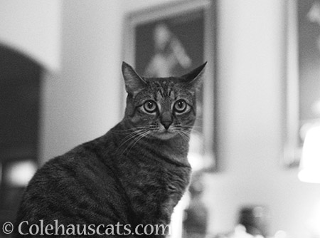 Viola in black and white - © Colehauscats.com