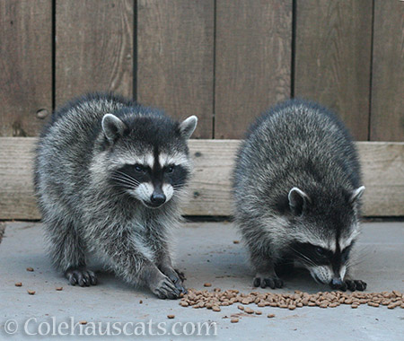 Two baby raccoons - © Colehauscats.com