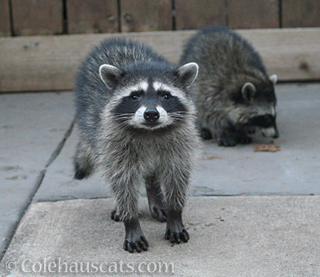 Curious baby raccoon - © Colehauscats.com