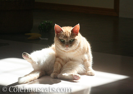 Accidental Renaissance photo with Miss Newton - © Colehauscats.com