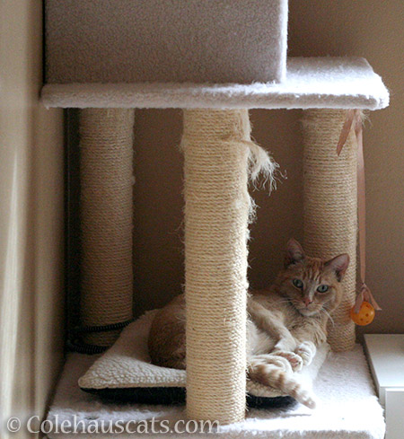 Awake and alert Sunny - © Colehauscats.com