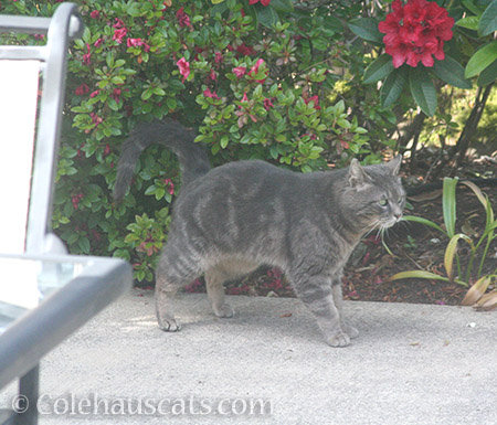 Another visiting boy cat - © Colehauscats.com