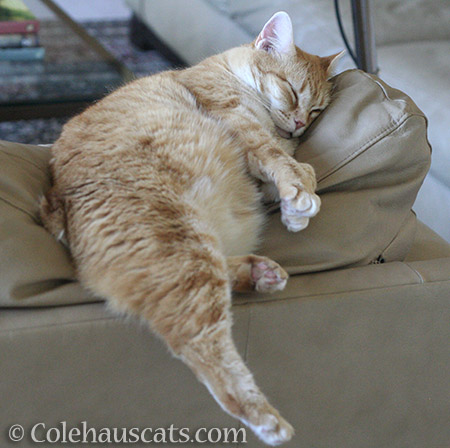 Another day, another nap for Zuzu - © Colehauscats.com