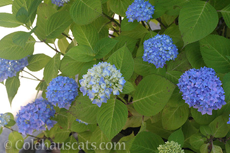 Blue Hydrangea - © Colehauscats.com