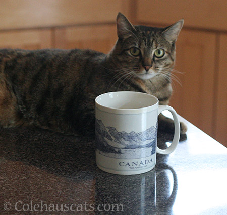 Viola with Dad's favorite coffee mug - © Colehauscats.com