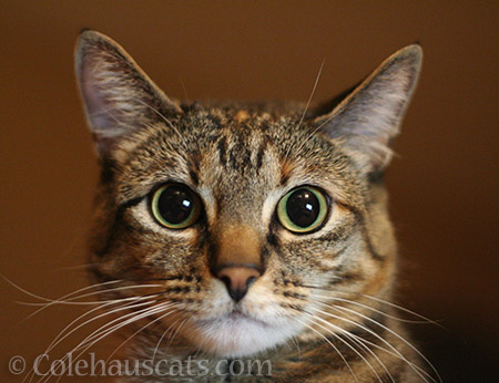 Viola's Full Moon Eyes - © Colehauscats.com