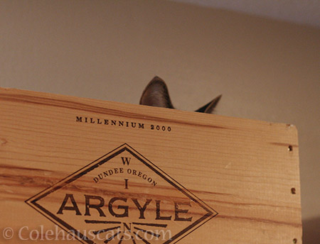 Not quite hidden atop the kitchen cabinet - © Colehauscats.com
