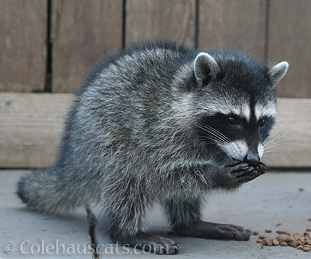 Raccoon baby - © Colehauscats.com