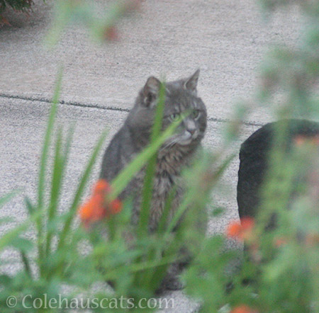 Visiting feral boy - © Colehauscats.com