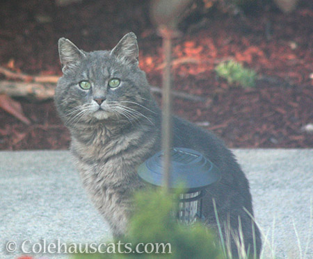 Visiting feral boy - © Colehauscats.com