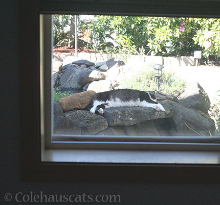 Not our cat - © Colehaucats.com