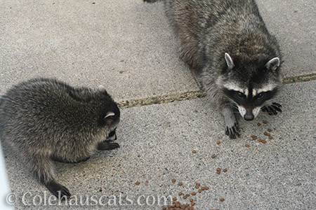 Raccoon Patches and one of her babies 2017 - © Colehauscats.com