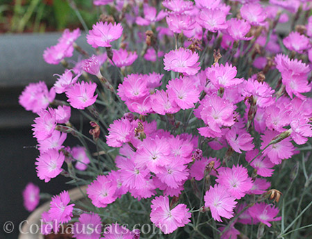 Pink Dianthus - © Colehauscats.com