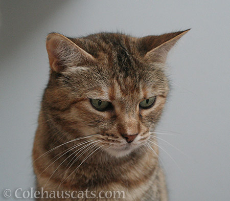 Ruby ponders all - © Colehauscats.com