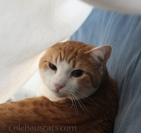Quint in his fort - © Colehauscats.com