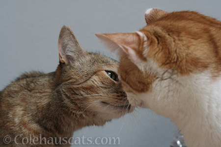 Ruby and Quint - © Colehauscats.com