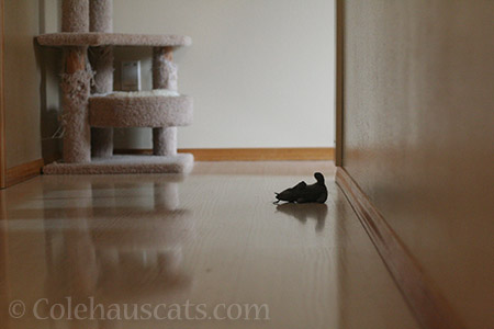 Rat in darkened hall - © Colehauscats.com