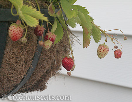 Red Strawberries - © Colehauscats.com